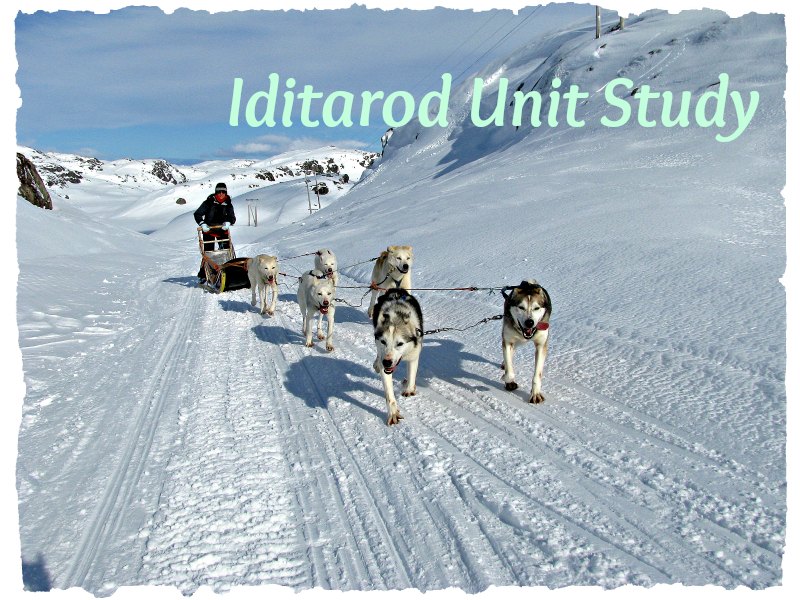 Iditarod Unit Study
